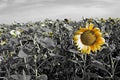 Photography of theÃÂ common sunflower field Helianthus annuus Royalty Free Stock Photo